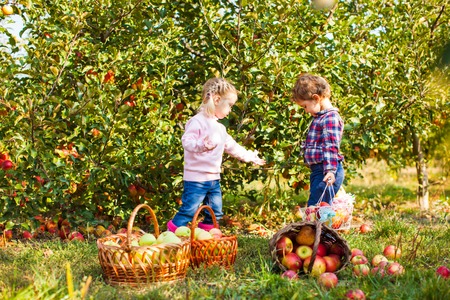 Adorable sisters at the apple farm gardenの写真素材