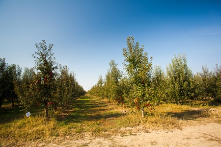 Apple trees growing in a nursery garden