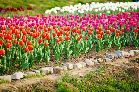 Landscape of Netherlands bouquet of tulipson on the countryside village fieldの写真素材