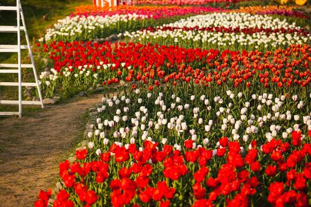 Landscape of Netherlands bouquet of tulipson on the countryside village field