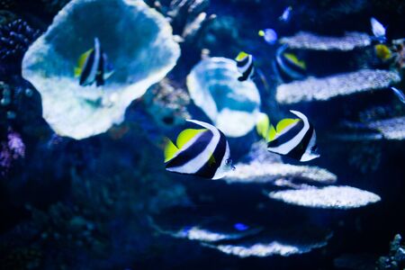 Amazing coral reef aquarium moment, underwater life close upの写真素材