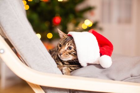 Bengal cat in Santa hat sitting at chair, Christmas eveの写真素材