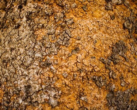 Close up view of beech bark textureの写真素材