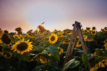 Wooden ladder to the sky in sunflowers meadow on sunset. Freedom, dreaming and success concept