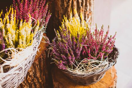 Floral shop with autumn decor outside. Beautiful multicolor heather flowers in basket.の写真素材