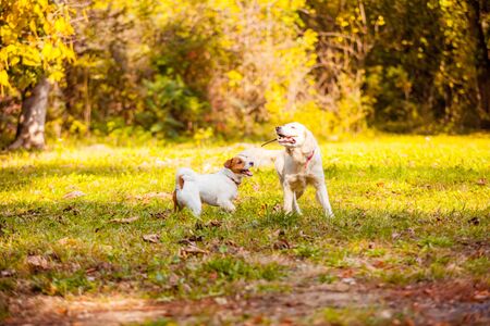 Friendly pet dogs playing with stick on autumn walk in a parkの写真素材