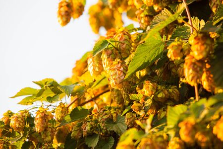 Fresh hop cones for making beer and bread closeup, agricultural background.の写真素材