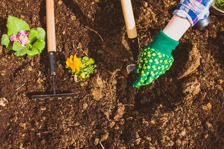 Top view hand of a woman with garden equipmentの写真素材