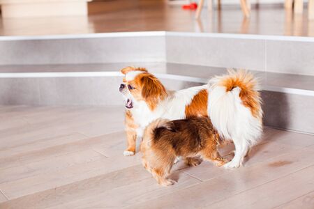 Pekingese dog plays with puppy in the house