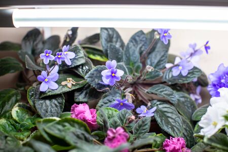 The bouquets of lovely violets purple and pink colors closeupの写真素材