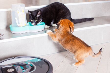 Robotic vacuum cleaner cleaning the room, while puppy and cat eating. Friendly pets at home