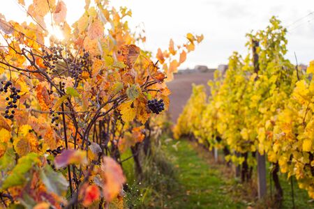 View of rows vineyards in the autumn colorsの写真素材