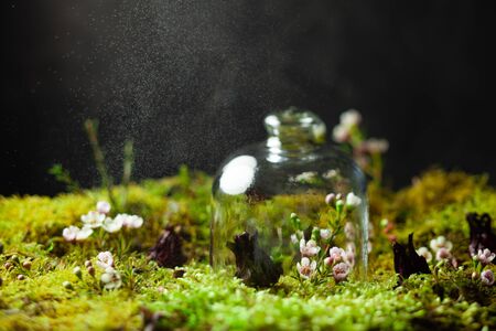 Macro photo of mini wildlife. Green moss with tiny flowers and plants, glass dome covering flowers. Nature and enviroment protection conceptの写真素材