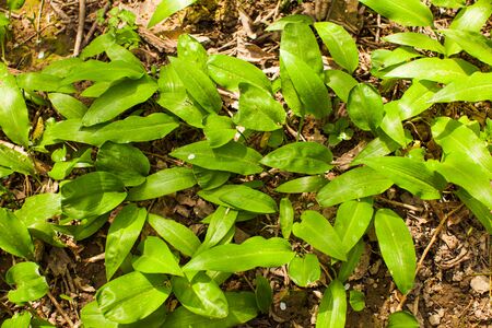 Top view fresh young sprouts of wild leek or wild garlic frowing in natural enviroment. Wild edible...