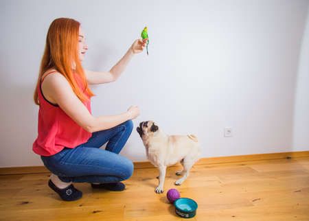 Side view of the adult red-haired girl holds a parrot on her finger overhead and a pug dog watches from below indoorsの写真素材
