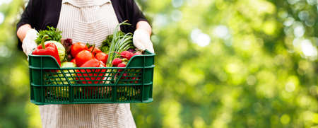 Female farmer holding a basket with a set of different vegetables in the garden. Concept of growing vegetables at homeの写真素材