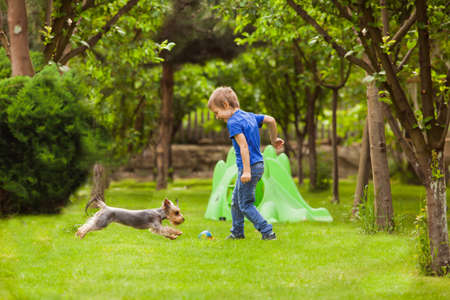 The little blond boy in a blue t-shirt and jeans runs with a yorkshire terrier dog in the backyardの写真素材