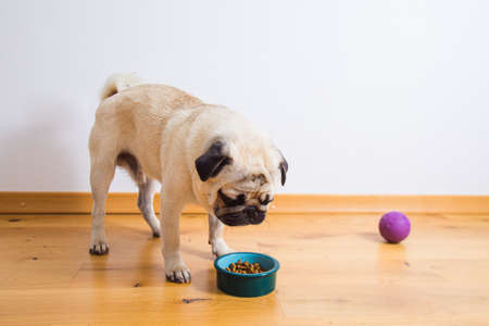 The cute pug is getting ready to eat deliciouslyの写真素材