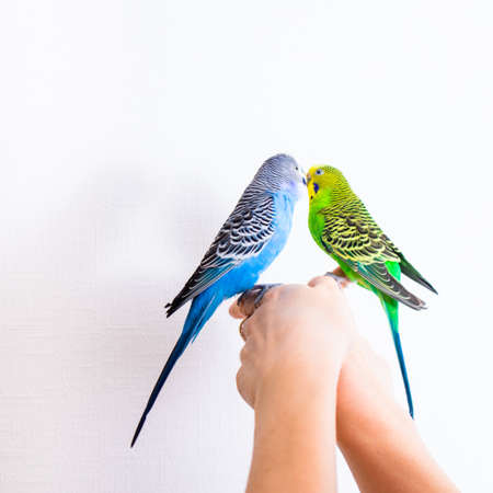 The couple of beautiful little parrots in love