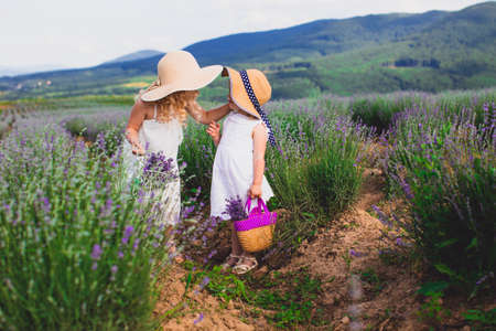 Two little girls on a lavender field among the picturesque landscapeの写真素材