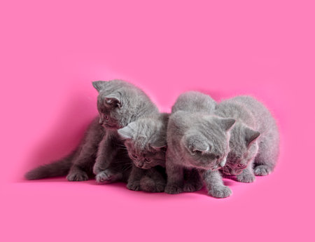 The playful gray kittens on the pink backgroundの写真素材