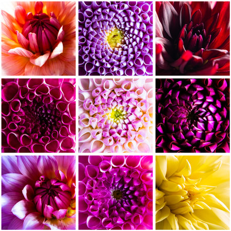 Collage of nine different dahlia flowers macroの写真素材