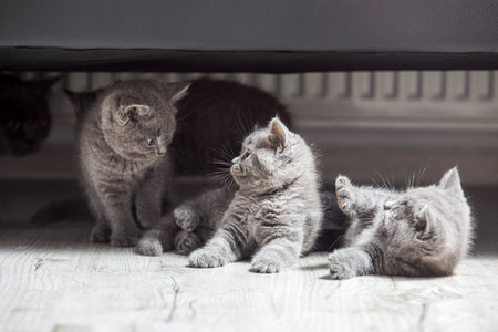 The little gray kittens have fun at homeの写真素材