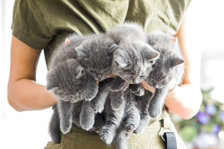 The owner cares about his little petsの写真素材