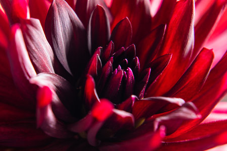 Red dahlia flower heart very close up