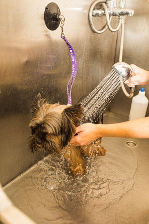 Washing procedures at professional pet care salonの写真素材