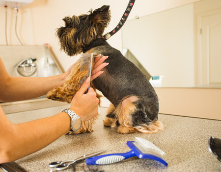 Grooming dogs in professional salon is a trendの写真素材