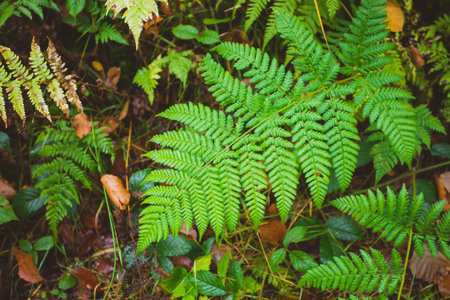 Pteridophyta fern plant in the autumn forestの写真素材