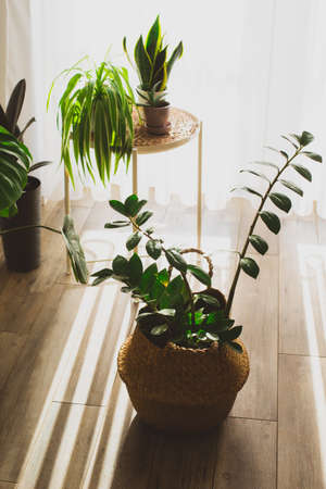 Zamioculcas plant in the wiker basket potの写真素材