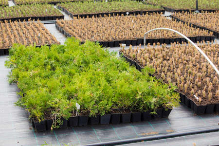Growing plants for sell at eco-friendly farmの写真素材