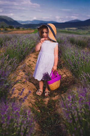 The little girl collects flowers on a lavender fieldの写真素材