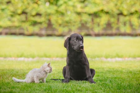 Black labrador puppy play with gray kitten on the green grassの写真素材