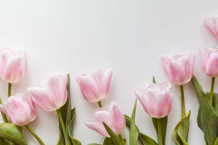 Pink tulips bouquet over the white backgroundの写真素材