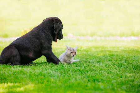 Black labrador puppy play with gray kitten on the green grassの写真素材