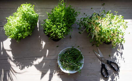 Top view of growing and cutting microgreensの写真素材