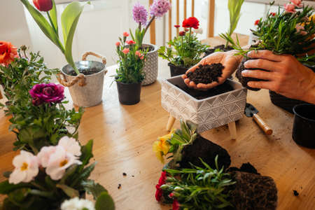 Female gardener is planting a flower in a potの写真素材