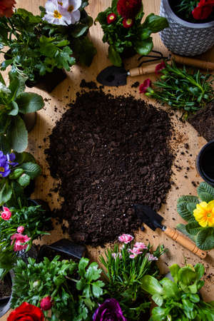 Top view of various flowers in pots stand around the soilの写真素材