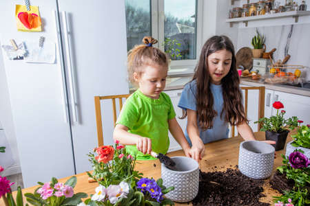 Little gardeners planting potted flowers it the kitchenの写真素材