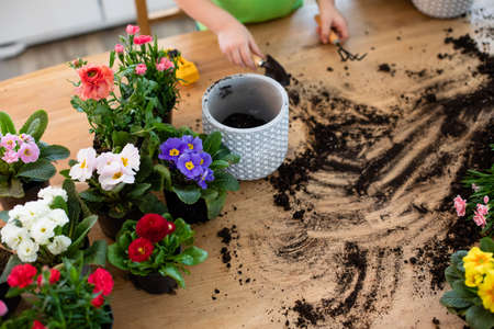 Little gardeners planting potted flowers it the kitchenの写真素材