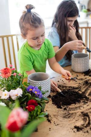 Little gardeners planting potted flowers it the kitchenの写真素材