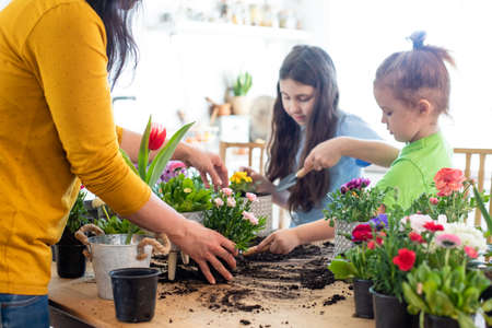 Mother teaches kids to take care of flowers and plantsの写真素材