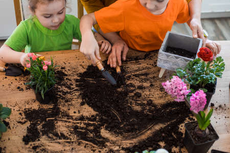 Mess and dirt on a table while spring home flowers plantingの写真素材