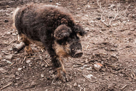 Dirty pig and piglets with curly hair at outdoor farmの写真素材