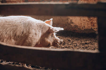 Large fully grown male pig on muddy groundの写真素材
