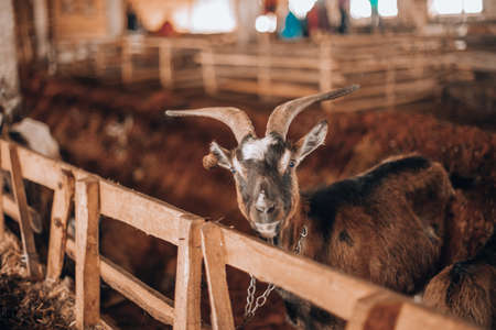 Black and white goat in stall barnの写真素材