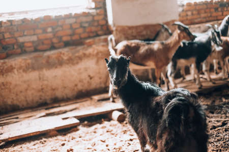 Curious goat in wooden corral looking at the cameraの写真素材